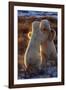 Polar Bears Fighting-Darrell Gulin-Framed Photographic Print