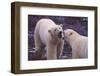 Polar Bears Fighting-DLILLC-Framed Photographic Print