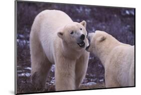Polar Bears Fighting-DLILLC-Mounted Photographic Print