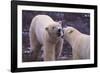 Polar Bears Fighting-DLILLC-Framed Photographic Print