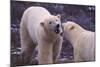 Polar Bears Fighting-DLILLC-Mounted Photographic Print