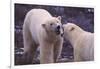 Polar Bears Fighting-DLILLC-Framed Photographic Print