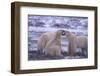 Polar Bears Fighting-DLILLC-Framed Photographic Print