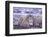 Polar Bears Fighting-DLILLC-Framed Photographic Print