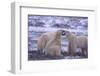 Polar Bears Fighting-DLILLC-Framed Photographic Print