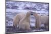 Polar Bears Fighting-DLILLC-Mounted Photographic Print