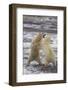 Polar Bears Fighting-DLILLC-Framed Photographic Print