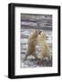 Polar Bears Fighting-DLILLC-Framed Photographic Print