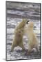 Polar Bears Fighting-DLILLC-Mounted Photographic Print