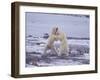 Polar Bears Fighting-DLILLC-Framed Photographic Print