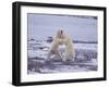 Polar Bears Fighting-DLILLC-Framed Photographic Print