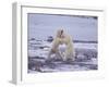 Polar Bears Fighting-DLILLC-Framed Photographic Print