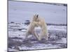 Polar Bears Fighting-DLILLC-Mounted Photographic Print