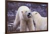 Polar Bears Fighting-DLILLC-Framed Photographic Print