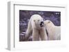 Polar Bears Fighting-DLILLC-Framed Photographic Print