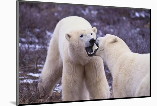 Polar Bears Fighting-DLILLC-Mounted Photographic Print