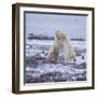 Polar Bears Fighting-DLILLC-Framed Photographic Print