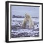 Polar Bears Fighting-DLILLC-Framed Photographic Print