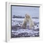 Polar Bears Fighting-DLILLC-Framed Photographic Print