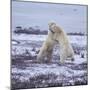 Polar Bears Fighting-DLILLC-Mounted Photographic Print