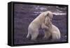 Polar Bears Hugging-DLILLC-Framed Stretched Canvas