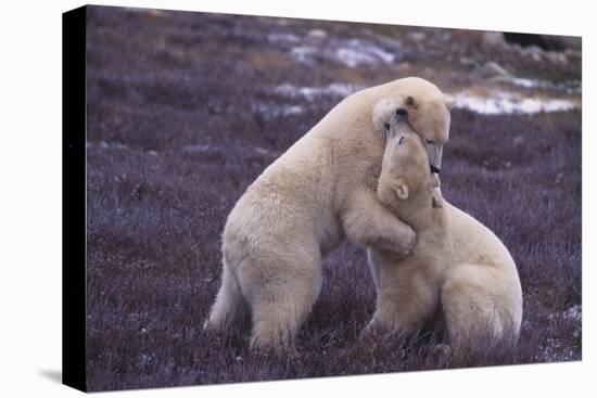 Polar Bears Hugging-DLILLC-Stretched Canvas