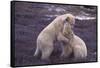 Polar Bears Hugging-DLILLC-Framed Stretched Canvas