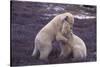 Polar Bears Hugging-DLILLC-Stretched Canvas