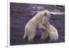 Polar Bears Hugging-DLILLC-Framed Photographic Print