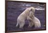 Polar Bears Hugging-DLILLC-Framed Photographic Print