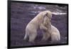 Polar Bears Hugging-DLILLC-Framed Photographic Print