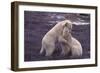 Polar Bears Hugging-DLILLC-Framed Photographic Print