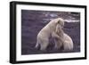 Polar Bears Hugging-DLILLC-Framed Photographic Print