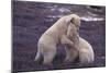 Polar Bears Hugging-DLILLC-Mounted Photographic Print