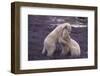 Polar Bears Hugging-DLILLC-Framed Photographic Print