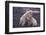 Polar Bears Hugging-DLILLC-Framed Photographic Print