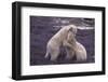 Polar Bears Hugging-DLILLC-Framed Photographic Print