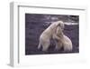 Polar Bears Hugging-DLILLC-Framed Photographic Print