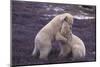 Polar Bears Hugging-DLILLC-Mounted Photographic Print