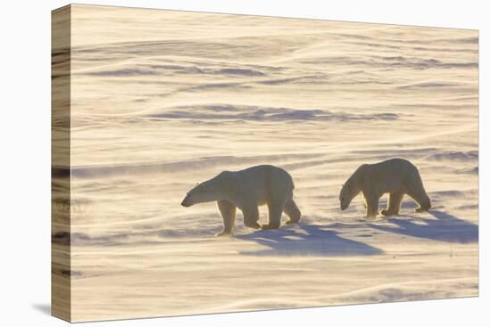 Polar Bears in Cape Churchill Wapusk National Park, Churchill, Manitoba, Canada-Richard and Susan Day-Stretched Canvas