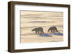 Polar Bears in Cape Churchill Wapusk National Park, Churchill, Manitoba, Canada-Richard and Susan Day-Framed Photographic Print