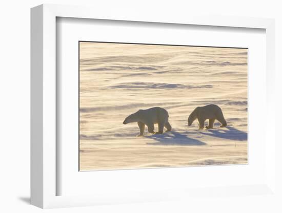Polar Bears in Cape Churchill Wapusk National Park, Churchill, Manitoba, Canada-Richard and Susan Day-Framed Photographic Print
