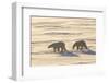 Polar Bears in Cape Churchill Wapusk National Park, Churchill, Manitoba, Canada-Richard and Susan Day-Framed Photographic Print