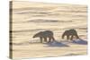 Polar Bears in Cape Churchill Wapusk National Park, Churchill, Manitoba, Canada-Richard and Susan Day-Stretched Canvas