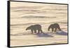 Polar Bears in Cape Churchill Wapusk National Park, Churchill, Manitoba, Canada-Richard and Susan Day-Framed Stretched Canvas