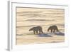 Polar Bears in Cape Churchill Wapusk National Park, Churchill, Manitoba, Canada-Richard and Susan Day-Framed Photographic Print