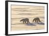 Polar Bears in Cape Churchill Wapusk National Park, Churchill, Manitoba, Canada-Richard and Susan Day-Framed Photographic Print