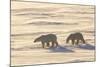 Polar Bears in Cape Churchill Wapusk National Park, Churchill, Manitoba, Canada-Richard and Susan Day-Mounted Photographic Print