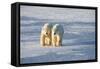 Polar Bears in Churchill Wildlife Management Area, Churchill, Manitoba, Canada-Richard and Susan Day-Framed Stretched Canvas