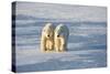 Polar Bears in Churchill Wildlife Management Area, Churchill, Manitoba, Canada-Richard and Susan Day-Stretched Canvas